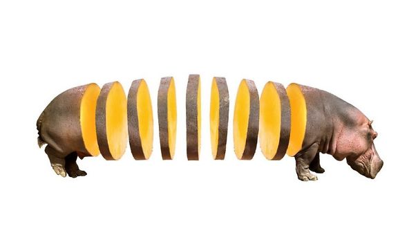 Animal Food: My Series Of Animals Crossed With Fruits And Vegetables Animal Food: My Series Of Animals Crossed With Fruits And Vegetables