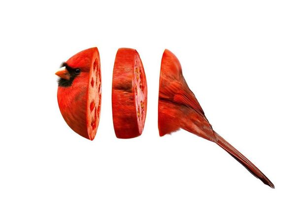 Animal Food: My Series Of Animals Crossed With Fruits And Vegetables Animal Food: My Series Of Animals Crossed With Fruits And Vegetables