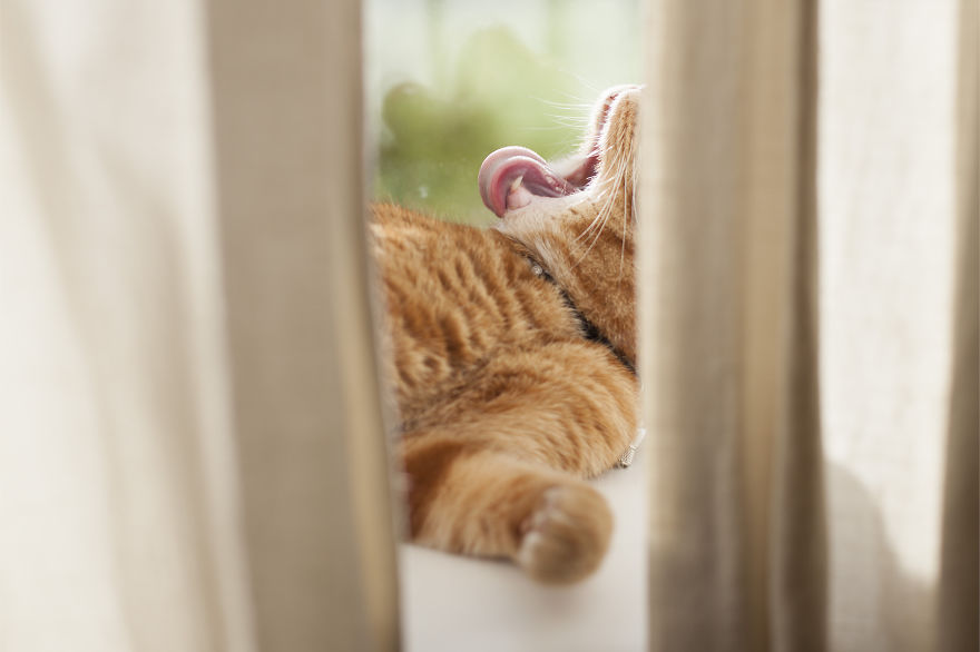 Meet Luccie: My Yawning And Stalking Cat Meet Luccie: My Yawning And Stalking Cat