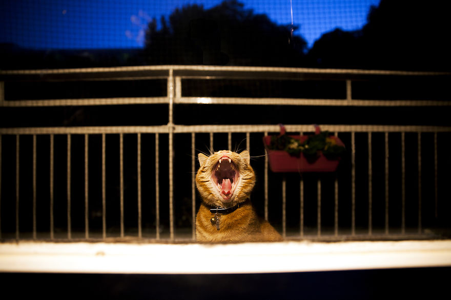 Meet Luccie: My Yawning And Stalking Cat Meet Luccie: My Yawning And Stalking Cat