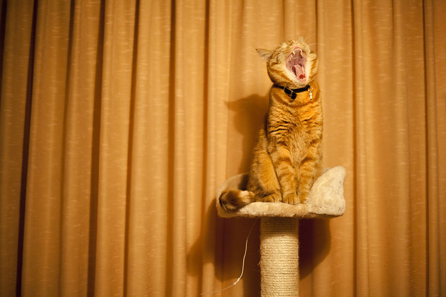 Meet Luccie: My Yawning And Stalking Cat Meet Luccie: My Yawning And Stalking Cat