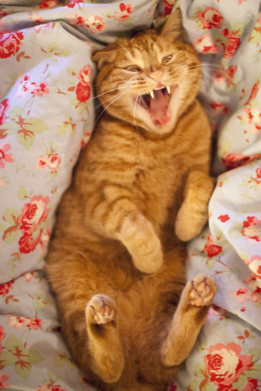 Meet Luccie: My Yawning And Stalking Cat Meet Luccie: My Yawning And Stalking Cat