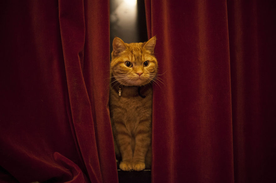 Meet Luccie: My Yawning And Stalking Cat Meet Luccie: My Yawning And Stalking Cat