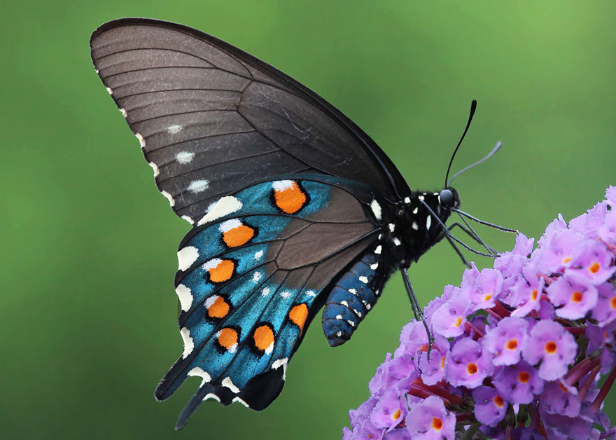 19 Before And After Photos Of Butterfly And Moth Transformations