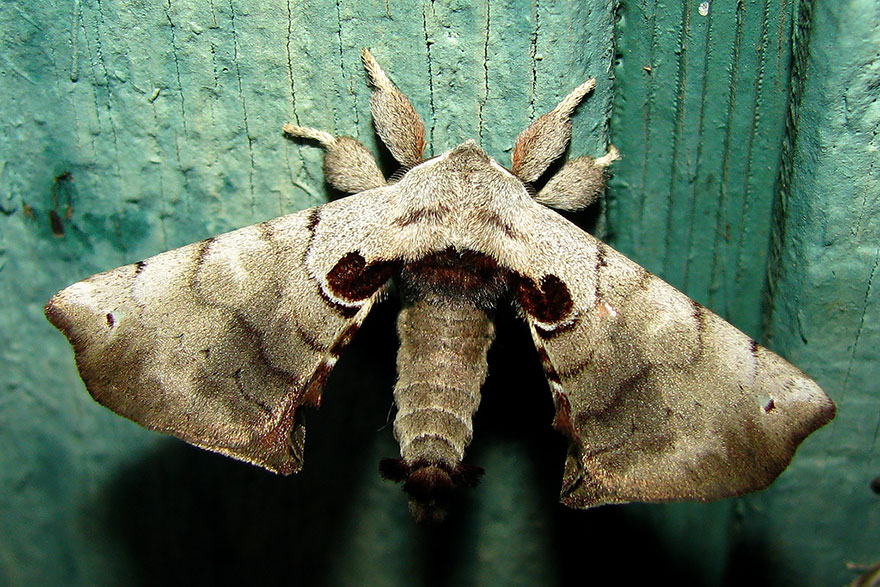 19 Before And After Photos Of Butterfly And Moth Transformations