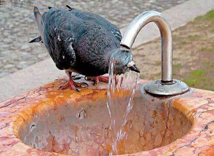 Weird Animals You Met Randomly Weird Animals You Met Randomly