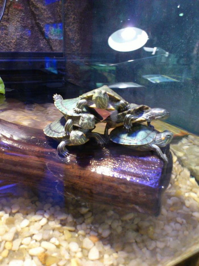 Weird Animals You Met Randomly Weird Animals You Met Randomly