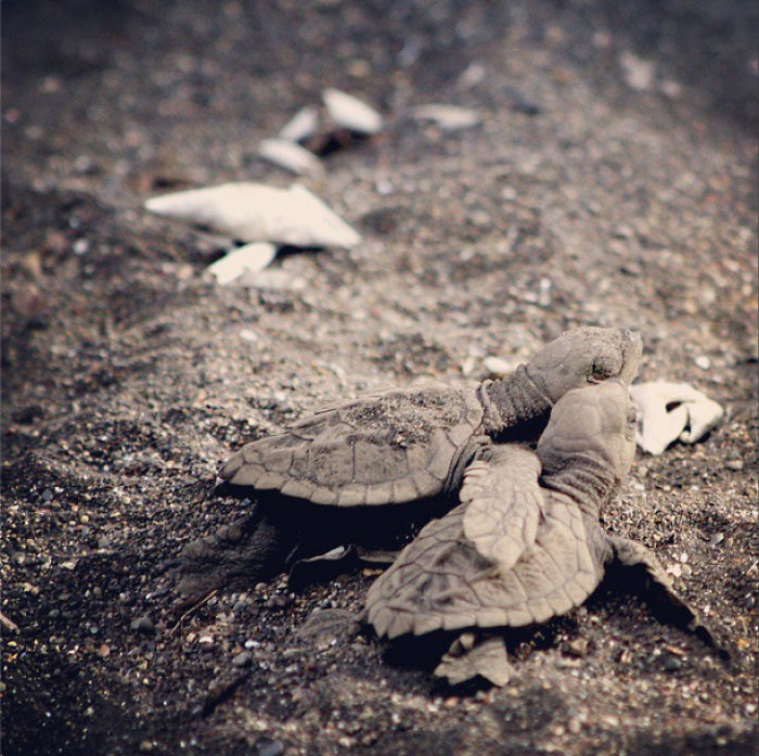 Weird Animals You Met Randomly Weird Animals You Met Randomly