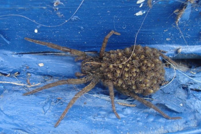 Weird Animals You Met Randomly Weird Animals You Met Randomly