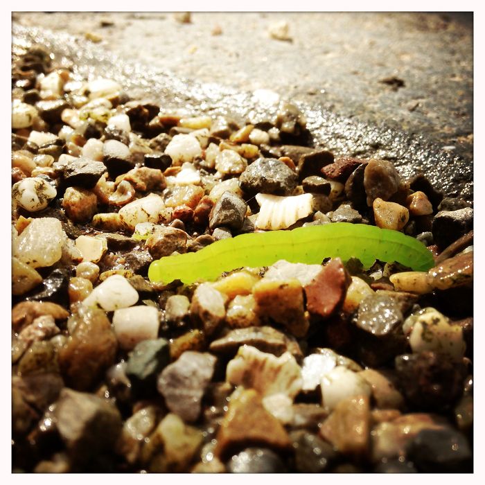 Weird Animals You Met Randomly Weird Animals You Met Randomly