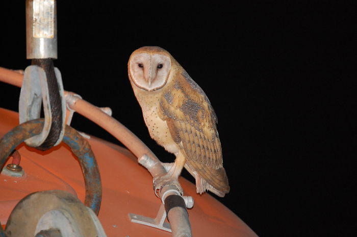 Weird Animals You Met Randomly Weird Animals You Met Randomly