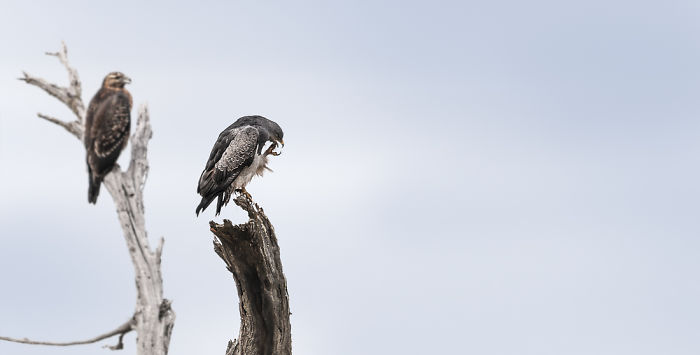 Weird Animals You Met Randomly Weird Animals You Met Randomly