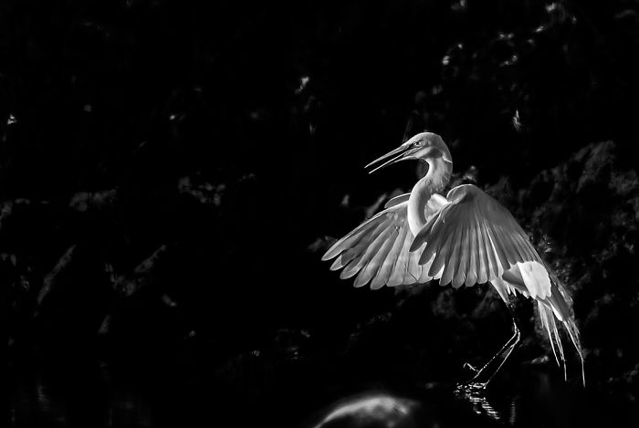 Weird Animals You Met Randomly Weird Animals You Met Randomly