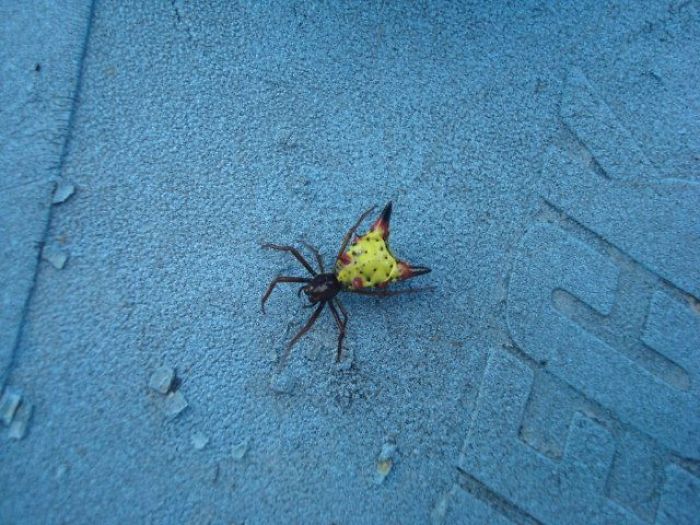 Weird Animals You Met Randomly Weird Animals You Met Randomly