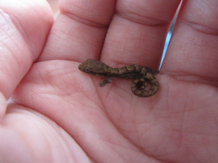 Weird Animals You Met Randomly Weird Animals You Met Randomly