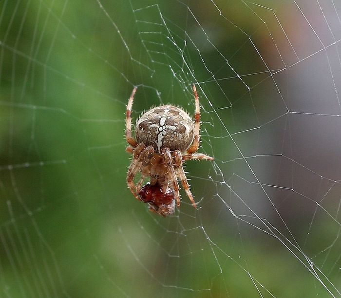 Weird Animals You Met Randomly Weird Animals You Met Randomly