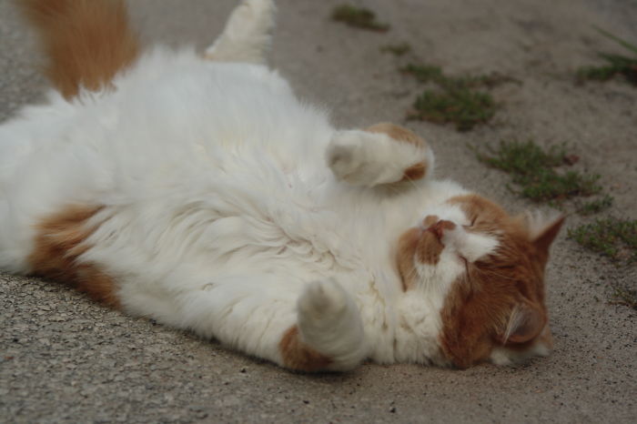 Weird Animals You Met Randomly Weird Animals You Met Randomly