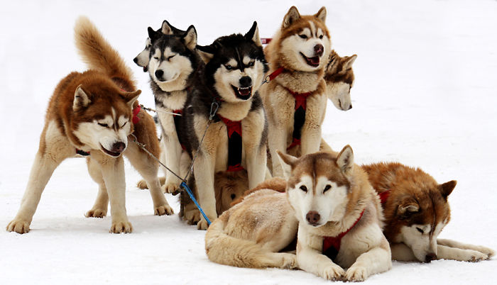 Weird Animals You Met Randomly Weird Animals You Met Randomly