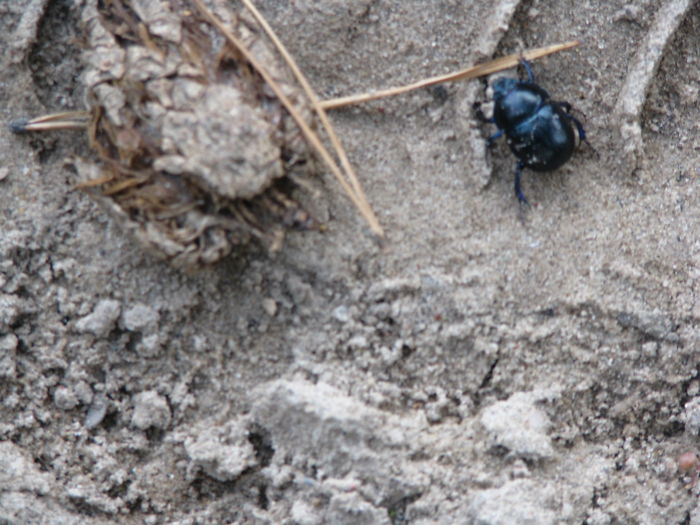 Weird Animals You Met Randomly Weird Animals You Met Randomly