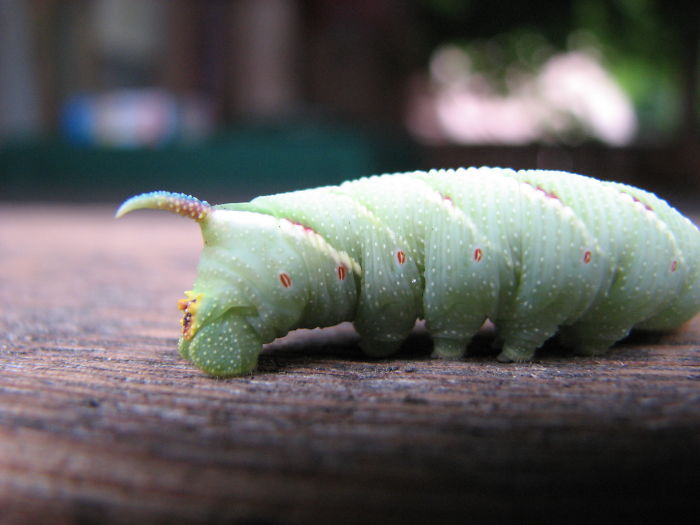 Weird Animals You Met Randomly Weird Animals You Met Randomly