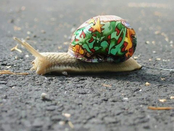 To Prevent Snails From Getting Stepped On, People Pimp Out Their Shells