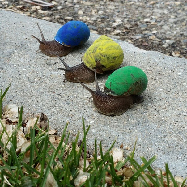 To Prevent Snails From Getting Stepped On, People Pimp Out Their Shells