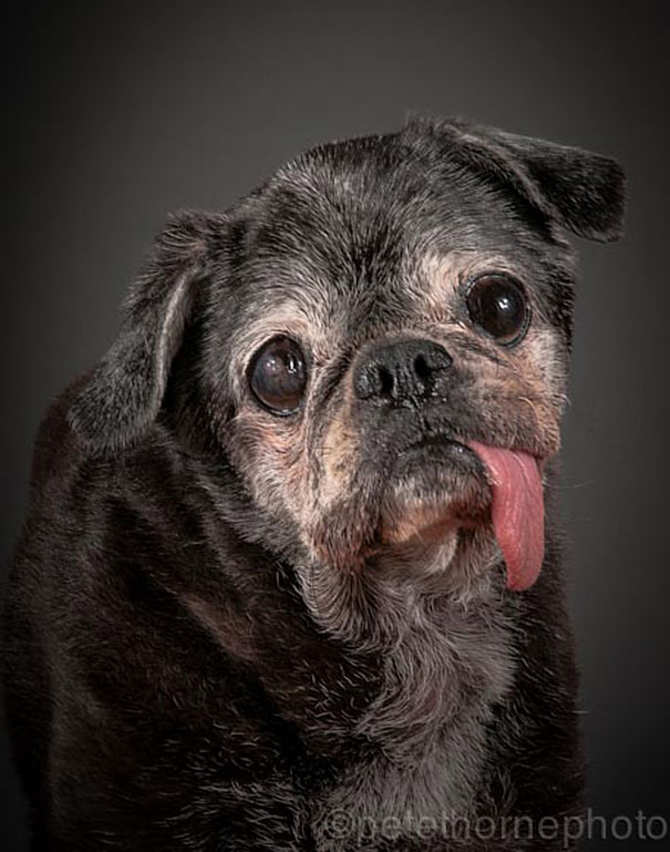 Old Faithful: Warm And Intimate Photos Of Really Old Dogs Old Faithful: Warm And Intimate Photos Of Really Old Dogs