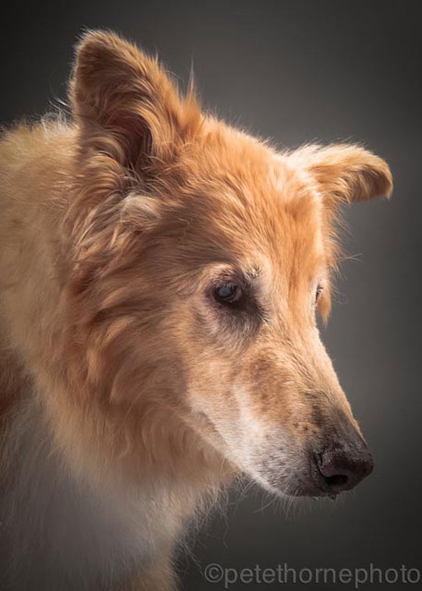 Old Faithful: Warm And Intimate Photos Of Really Old Dogs Old Faithful: Warm And Intimate Photos Of Really Old Dogs