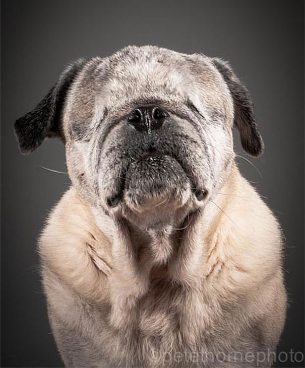 Old Faithful: Warm And Intimate Photos Of Really Old Dogs Old Faithful: Warm And Intimate Photos Of Really Old Dogs
