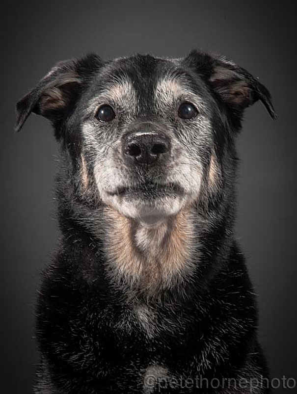 Old Faithful: Warm And Intimate Photos Of Really Old Dogs Old Faithful: Warm And Intimate Photos Of Really Old Dogs