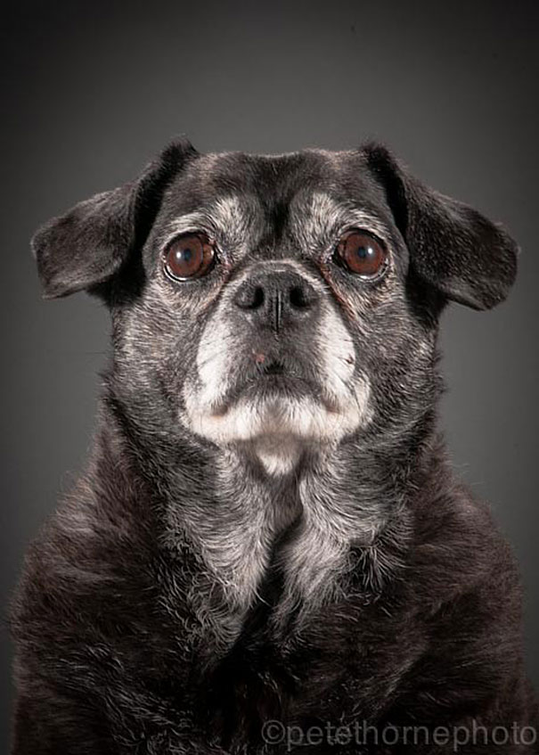 Old Faithful: Warm And Intimate Photos Of Really Old Dogs Old Faithful: Warm And Intimate Photos Of Really Old Dogs