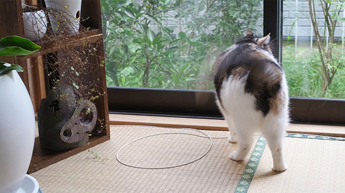 How To Trap A Cat In 3 Easy Steps How To Trap A Cat In 3 Easy Steps