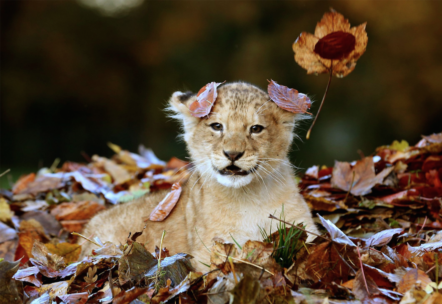 128 Animals Enjoying The Magic Of Autumn