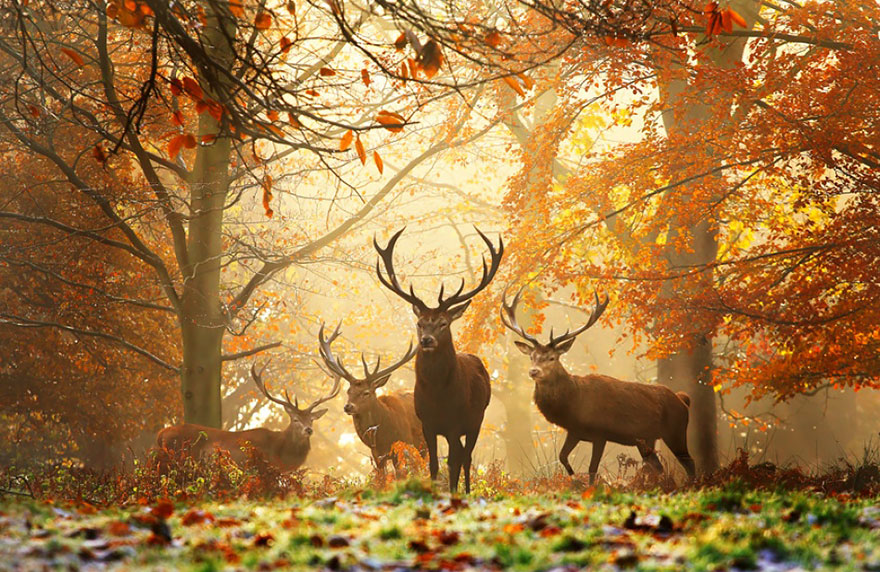128 Animals Enjoying The Magic Of Autumn