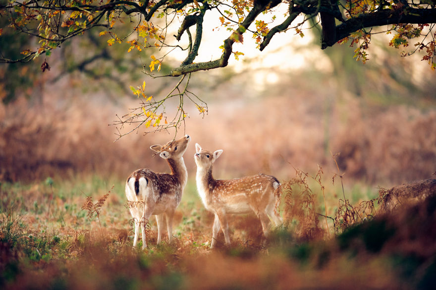 128 Animals Enjoying The Magic Of Autumn