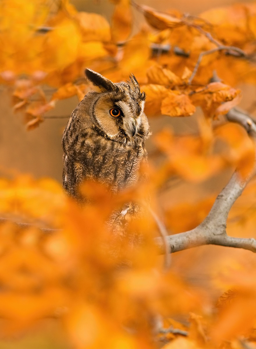 128 Animals Enjoying The Magic Of Autumn