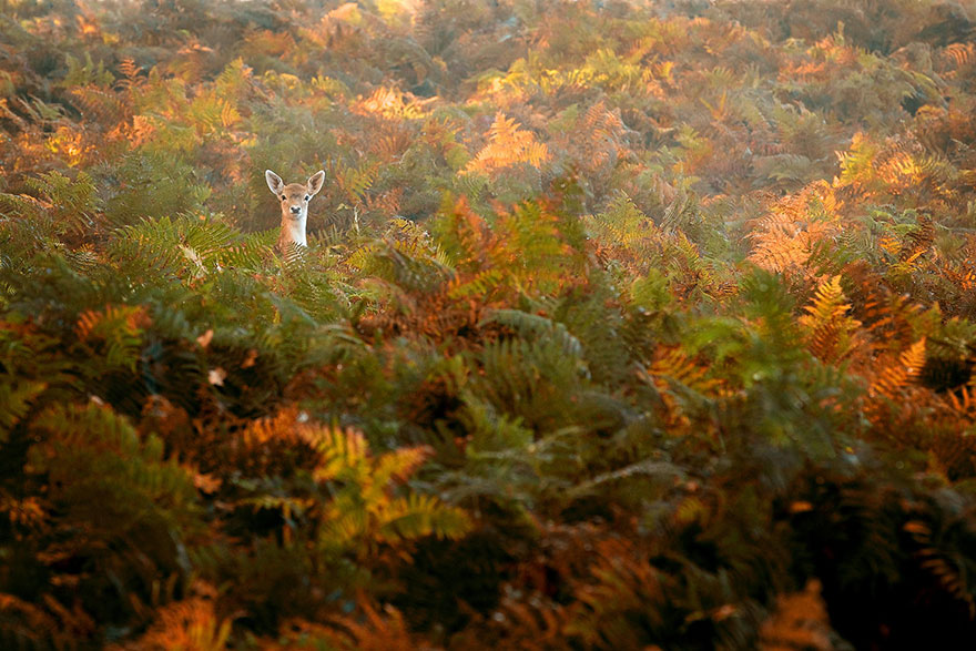 128 Animals Enjoying The Magic Of Autumn