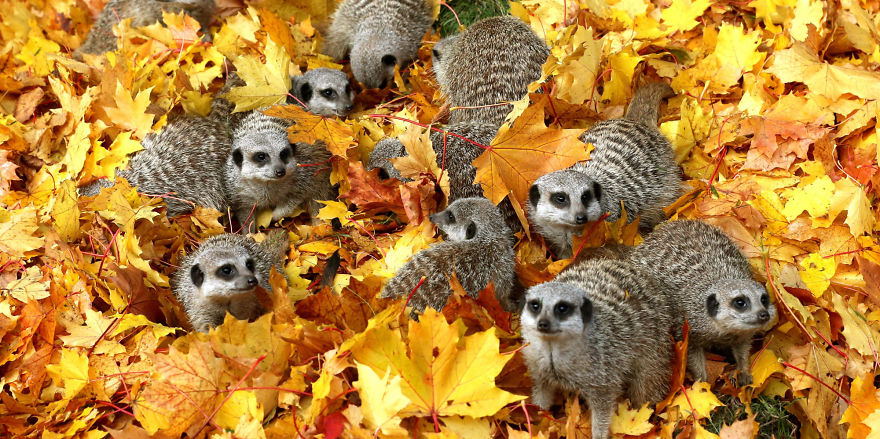 128 Animals Enjoying The Magic Of Autumn