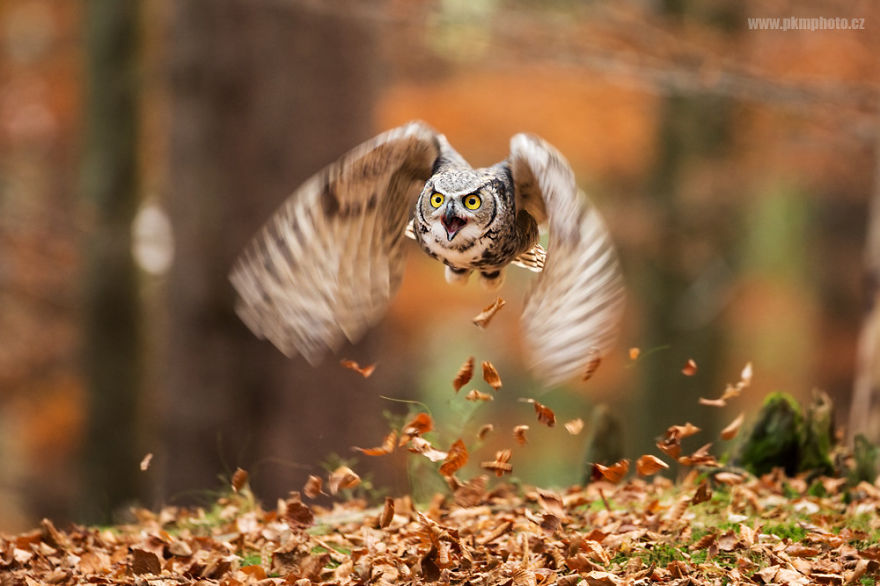 128 Animals Enjoying The Magic Of Autumn