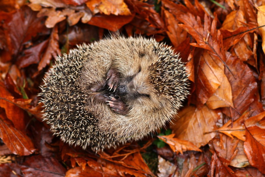 128 Animals Enjoying The Magic Of Autumn
