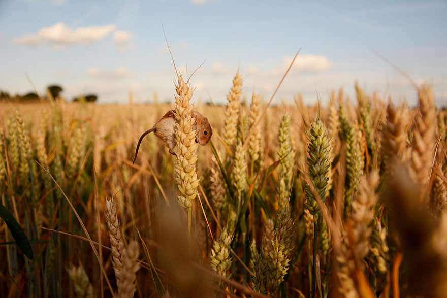 128 Animals Enjoying The Magic Of Autumn