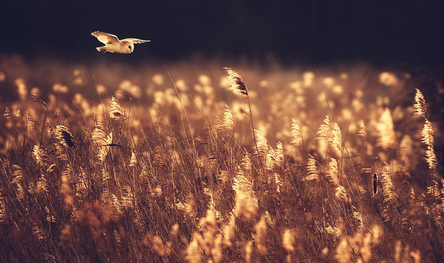 128 Animals Enjoying The Magic Of Autumn