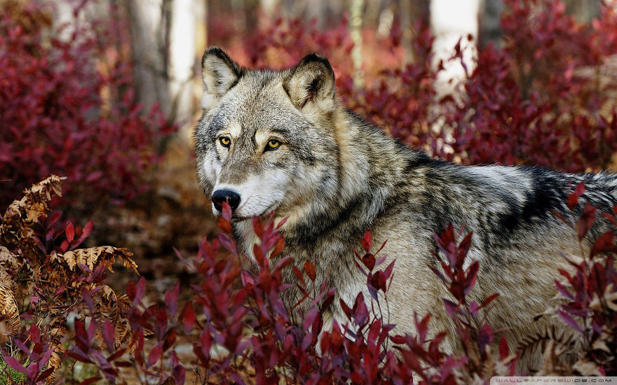 128 Animals Enjoying The Magic Of Autumn