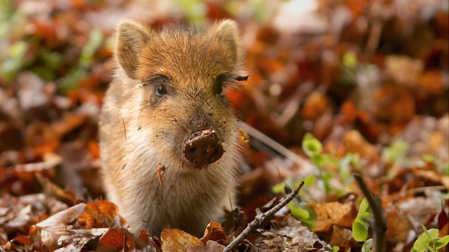128 Animals Enjoying The Magic Of Autumn