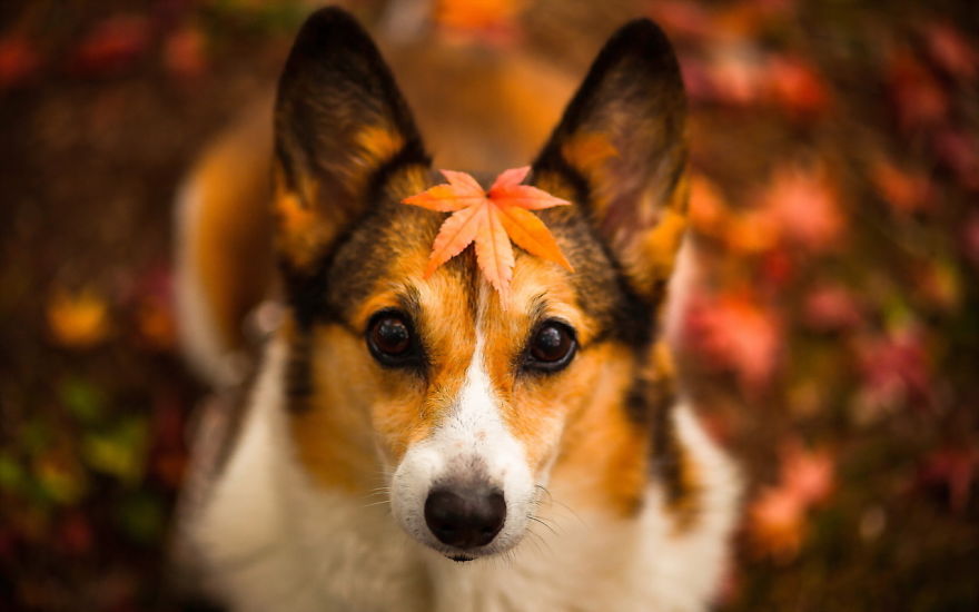 128 Animals Enjoying The Magic Of Autumn