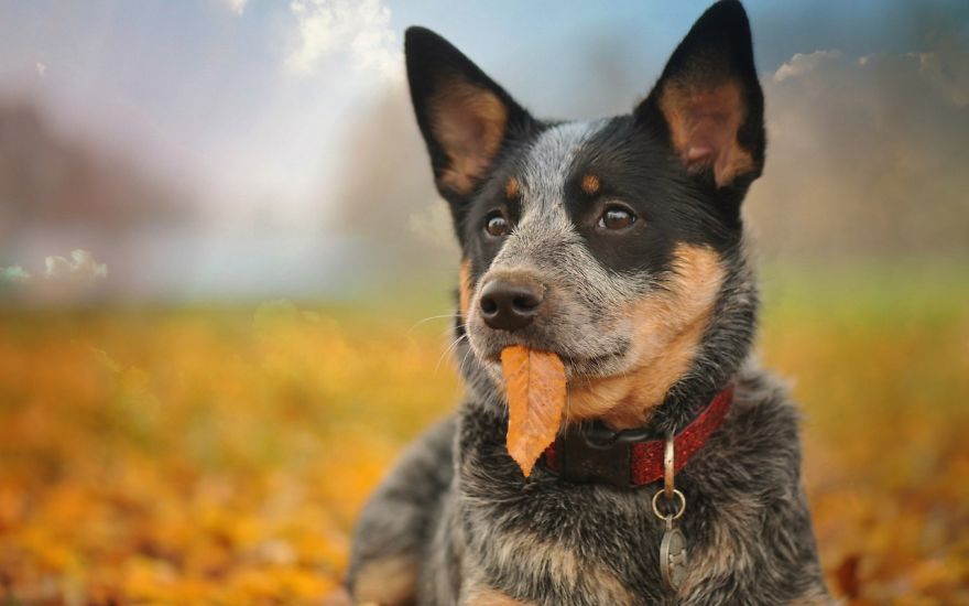 128 Animals Enjoying The Magic Of Autumn