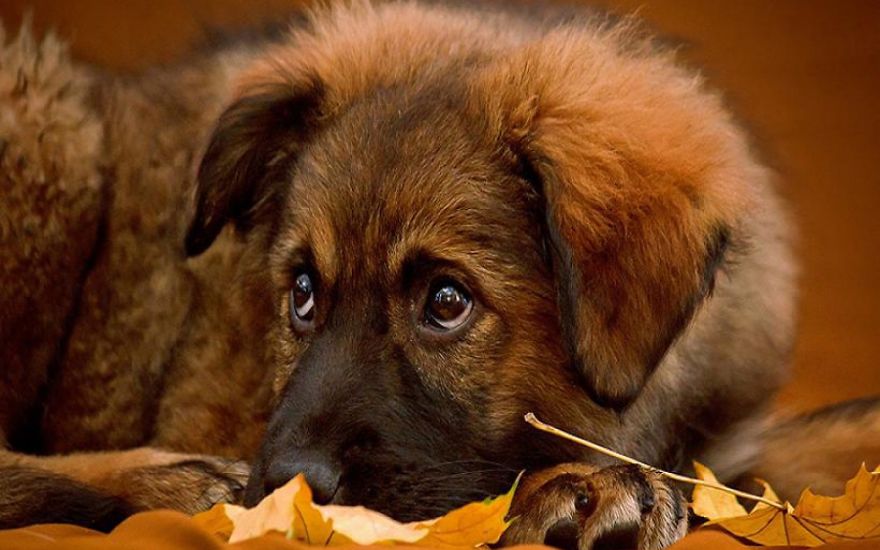 128 Animals Enjoying The Magic Of Autumn