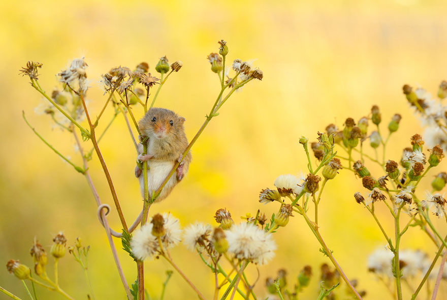 128 Animals Enjoying The Magic Of Autumn