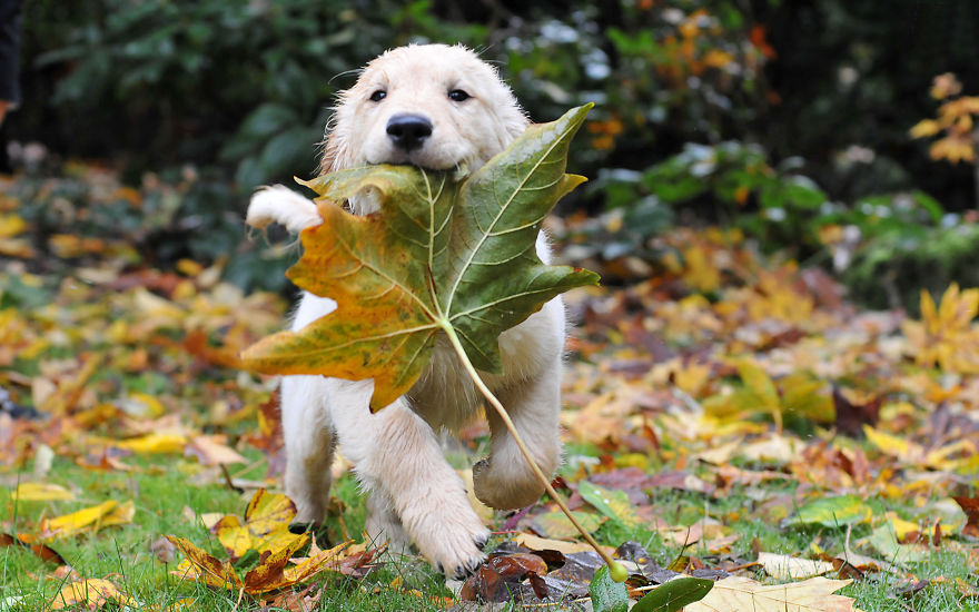 128 Animals Enjoying The Magic Of Autumn