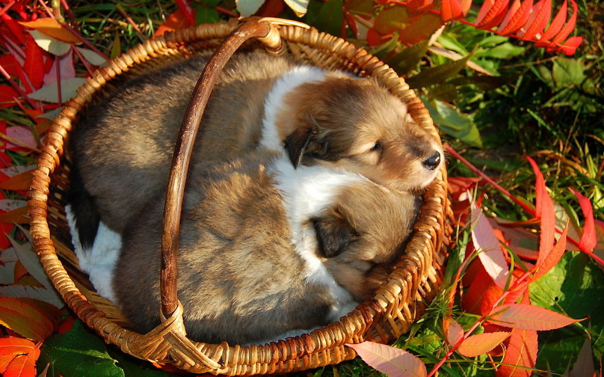 128 Animals Enjoying The Magic Of Autumn